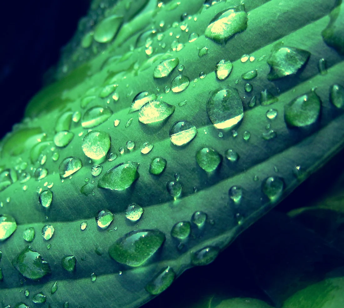 Detalle fotográfico de una hoja, símbolo del vínculo con la agricultura